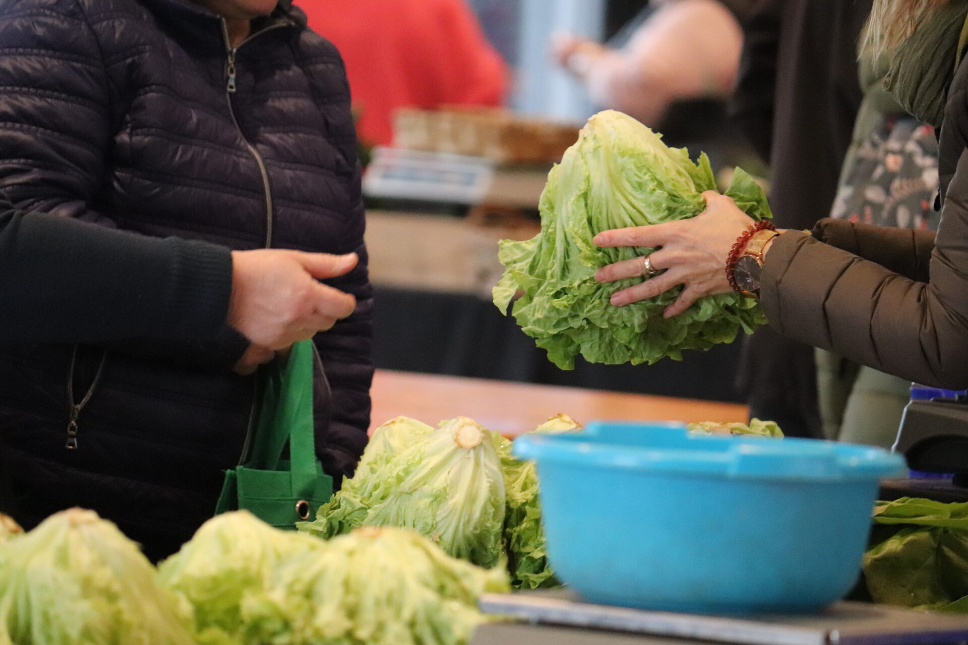 IMG_9387 Lechuga